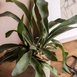 Feriga Corn de Cerb (Platycerium bifurcatum) - 50 cm