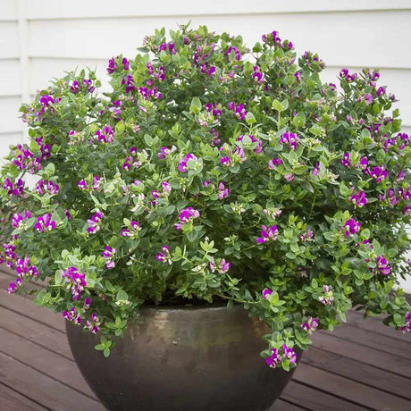 Polygala myrtifolia Bibi Pink, декоративен храст със зрелищни розови цветове