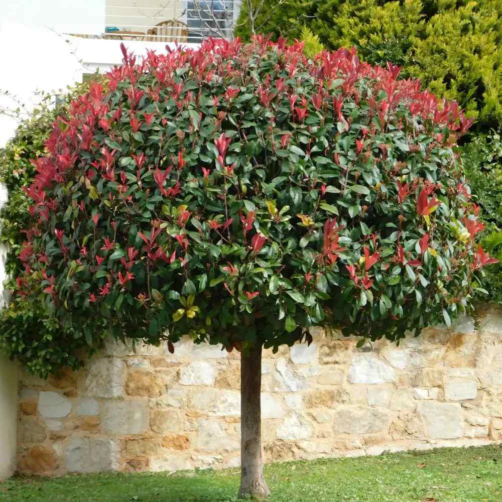 Photinia Carre Rouge tip copacel, ornamental cu frunzis rosu intens, gradinii mici, ghiveci