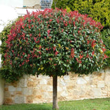 Photinia Carre Rouge tip copacel, ornamental cu frunzis rosu intens, gradinii mici, ghiveci