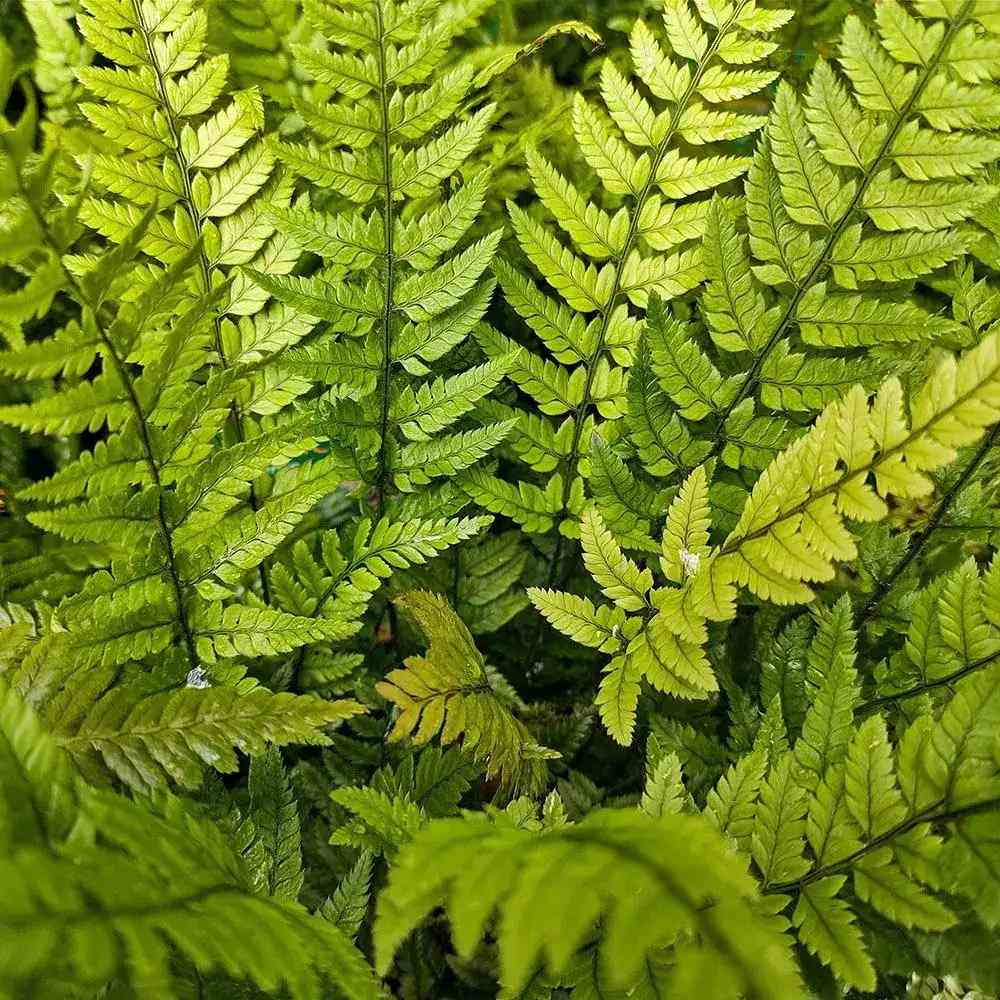 Feriga de stanca coreeana (Polystichum tsus-simense), textura fina, elegant, pentur gradini urbane