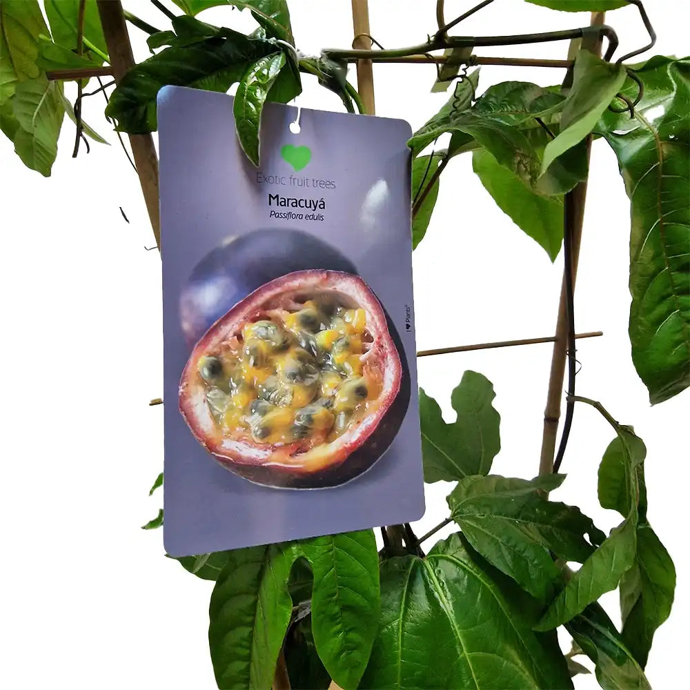 Маракуя плод на страстта (Passiflora edulis), пасифлора с екзотични виолетови ароматни плодове