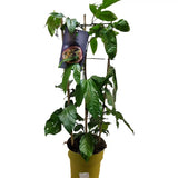 Маракуя плод на страстта (Passiflora edulis), пасифлора с екзотични виолетови ароматни плодове