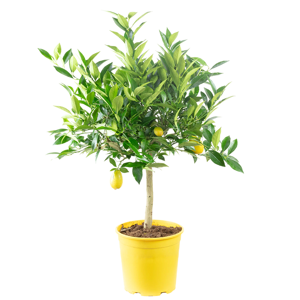 Лимон (Citrus limon) – декоративно овощно дърво, самоопрашващо се, жълти ароматни плодове, 95 см