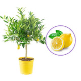 Лимон (Citrus limon) – декоративно овощно дърво, самоопрашващо се, жълти ароматни плодове, 95 см
