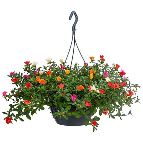 Floarea de piatra (Portucala Grandiflora), mix 4 culori in ghiveci, flori rosii, galbene, roz si portocalii, planta decorativa de vara