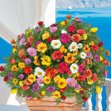 Каменна роза (Portucala Grandiflora), микс от 4 цвята в саксия – червено, жълто, розово и оранжево, лятно декоративно растение