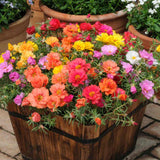 Каменна роза (Portucala Grandiflora), микс от 4 цвята в саксия – червено, жълто, розово и оранжево, лятно декоративно растение