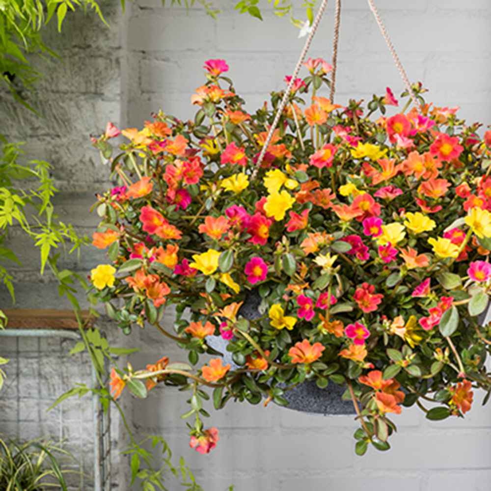 Каменна роза (Portucala Grandiflora)