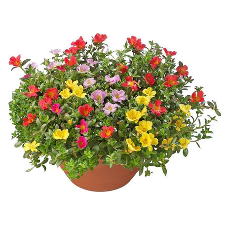 Каменна роза (Portucala Grandiflora), микс от 4 цвята в саксия – червено, жълто, розово и оранжево, лятно декоративно растение