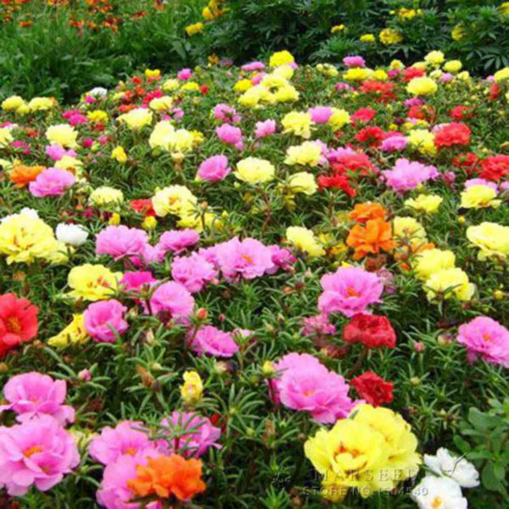 Каменна роза (Portucala Grandiflora)