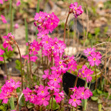 Primula Rosea Grandiflora, cu flori roz-inchis si parfum placut