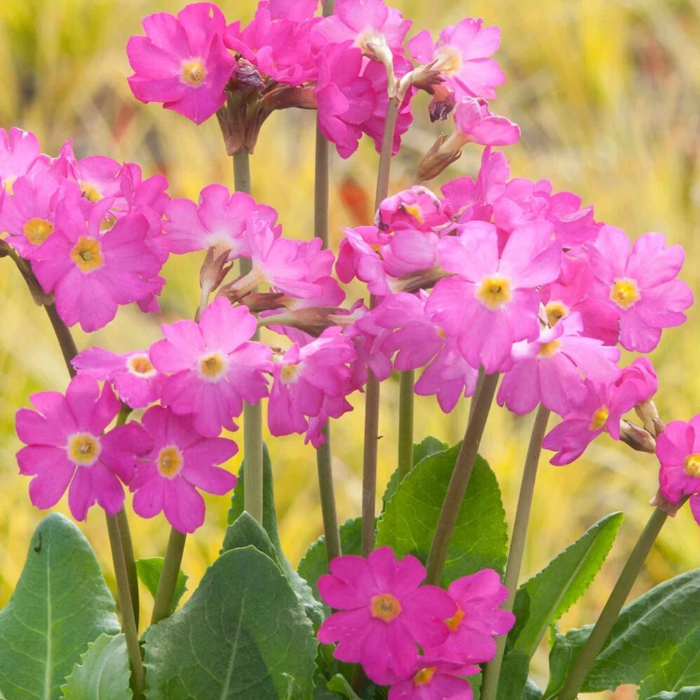 Primula Rosea Grandiflora, cu flori roz-inchis si parfum placut