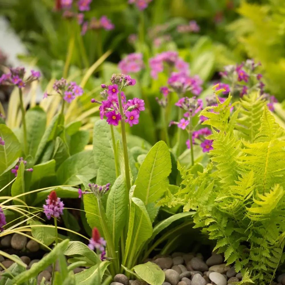 Иглика розова (Primula rosea Grandiflora) – ярко розови цветове и приятен аромат за влажната градина