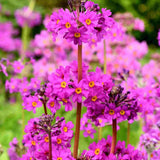 Иглика розова (Primula rosea Grandiflora) – ярко розови цветове и приятен аромат за влажната градина
