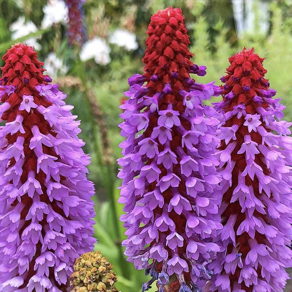 Иглика Vialii (Primula) – многогодишно с екзотични червено-виолетови цветове за полусянка и влажни места