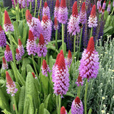 Иглика Vialii (Primula) – многогодишно с екзотични червено-виолетови цветове за полусянка и влажни места