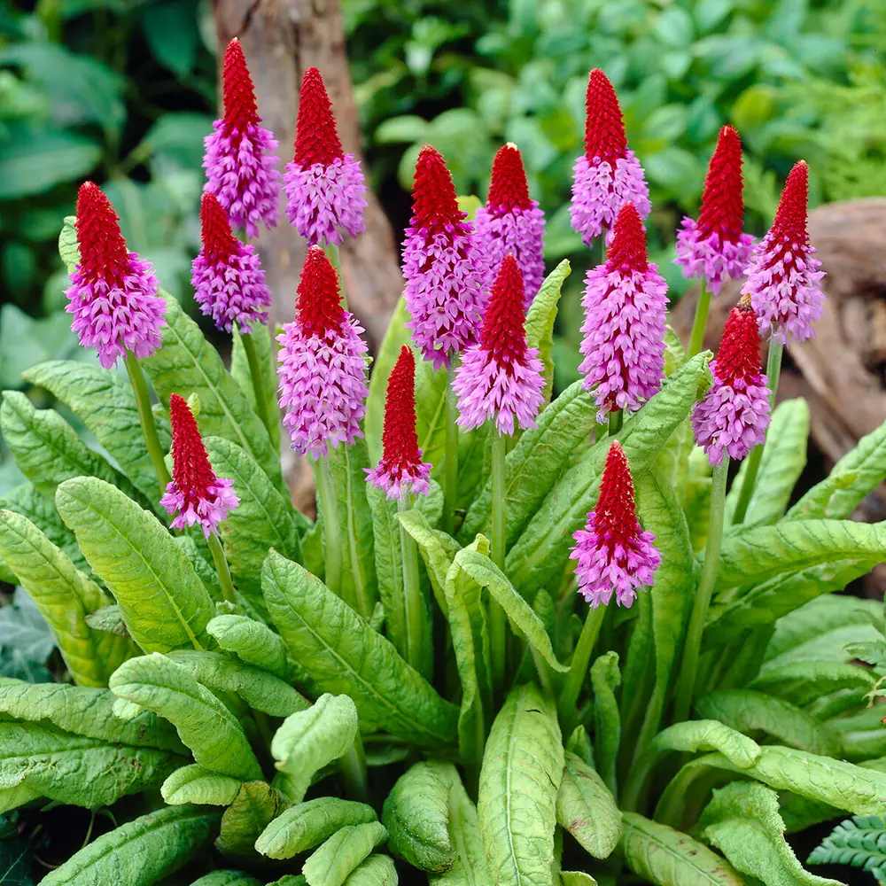 Иглика Vialii (Primula) – многогодишно с екзотични червено-виолетови цветове за полусянка и влажни места
