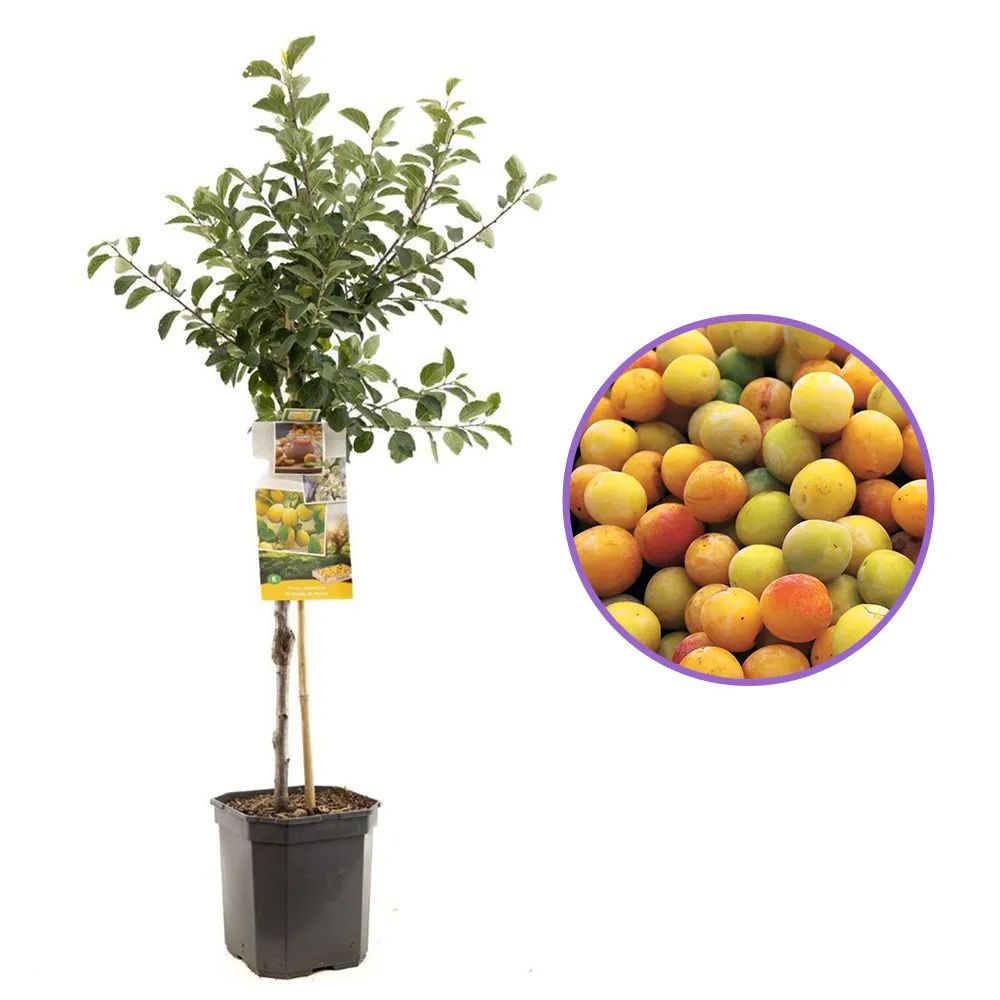 Prun (Prunus Domestica) Mirabelle de Nancy, cu fructe dulci galbene, an 2 pe rod