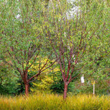 Copac Sakura, Cires Tibetan Ornamental Serrula, cu flori albe si scoarta neteda, lucioasa, de culoare cupru-roscata