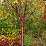 Copac Sakura, Cires Tibetan Ornamental Serrula, cu flori albe si scoarta neteda, lucioasa, de culoare cupru-roscata