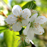 Copac Sakura, Cires Tibetan Ornamental Serrula, cu flori albe si scoarta neteda, lucioasa, de culoare cupru-roscata