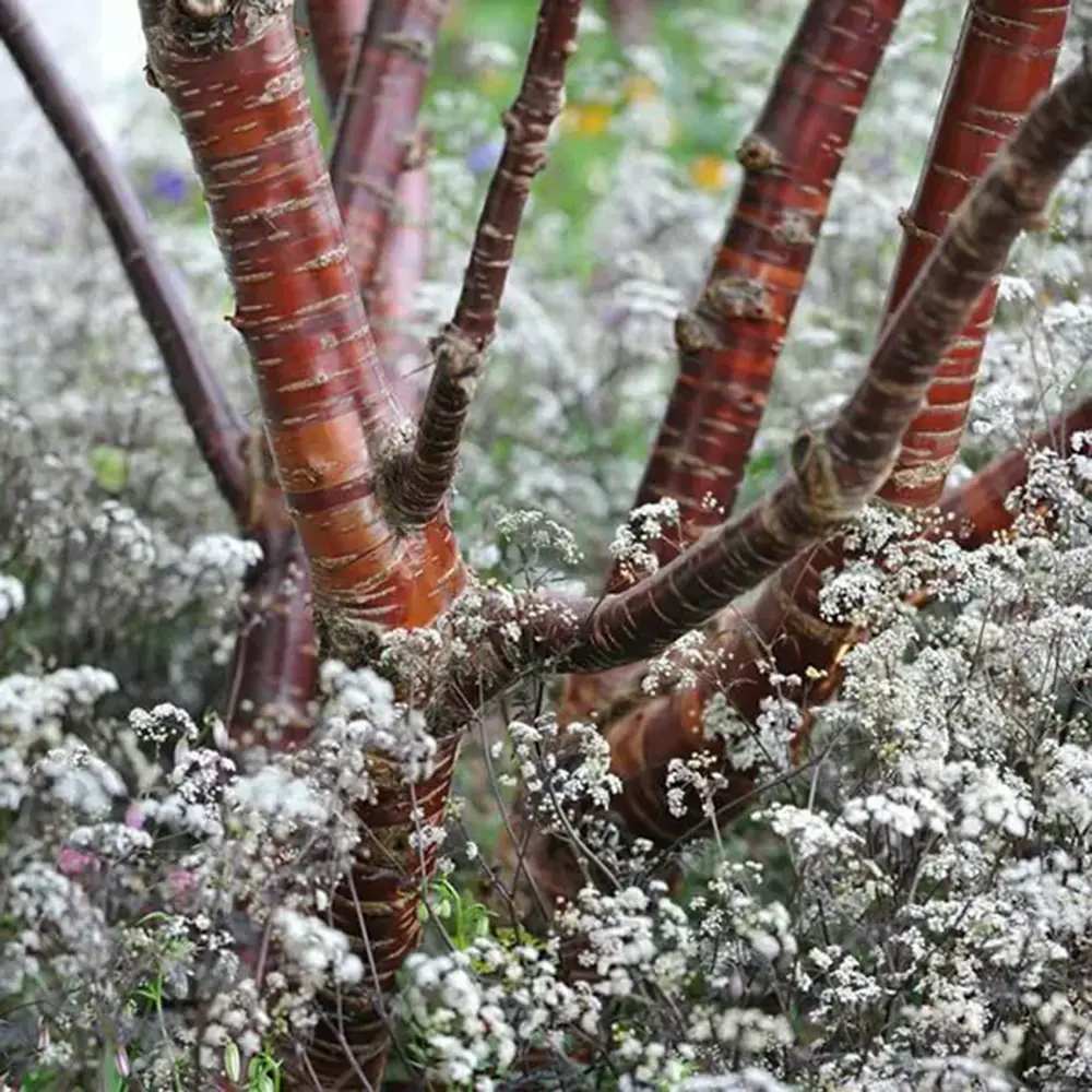 Copac Sakura, Cires Tibetan Ornamental Serrula, cu flori albe si scoarta neteda, lucioasa, de culoare cupru-roscata
