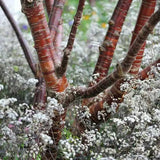 Copac Sakura, Cires Tibetan Ornamental Serrula, cu flori albe si scoarta neteda, lucioasa, de culoare cupru-roscata