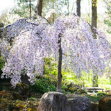 Сакура, японска плачеща череша Snow Fountain, с бели цветове