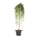 Сакура, японска плачеща череша Snow Fountain, с бели цветове