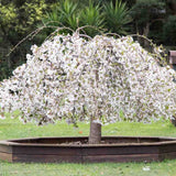 Сакура, японска плачеща череша Snow Fountain, с бели цветове