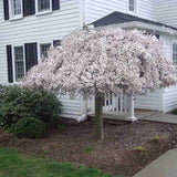 Сакура, японска плачеща череша Snow Fountain, с бели цветове