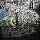 Сакура, японска плачеща череша Snow Fountain, с бели цветове