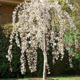 Сакура, японска плачеща череша Snow Fountain, с бели цветове