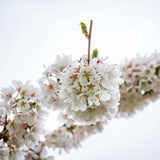 Сакура, японска плачеща череша Snow Fountain, с бели цветове
