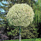 Декоративна глобуларна вишна Umbraculifera, с бели цветове, кръгла корона, идеална за сянка, алеи и дворове