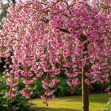Сакура, плачеща декоративна череша (Pendula Rubra), с розови цветове