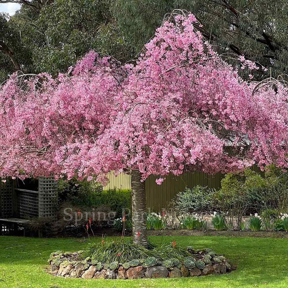 Сакура, плачеща декоративна череша (Pendula Rubra), с розови цветове