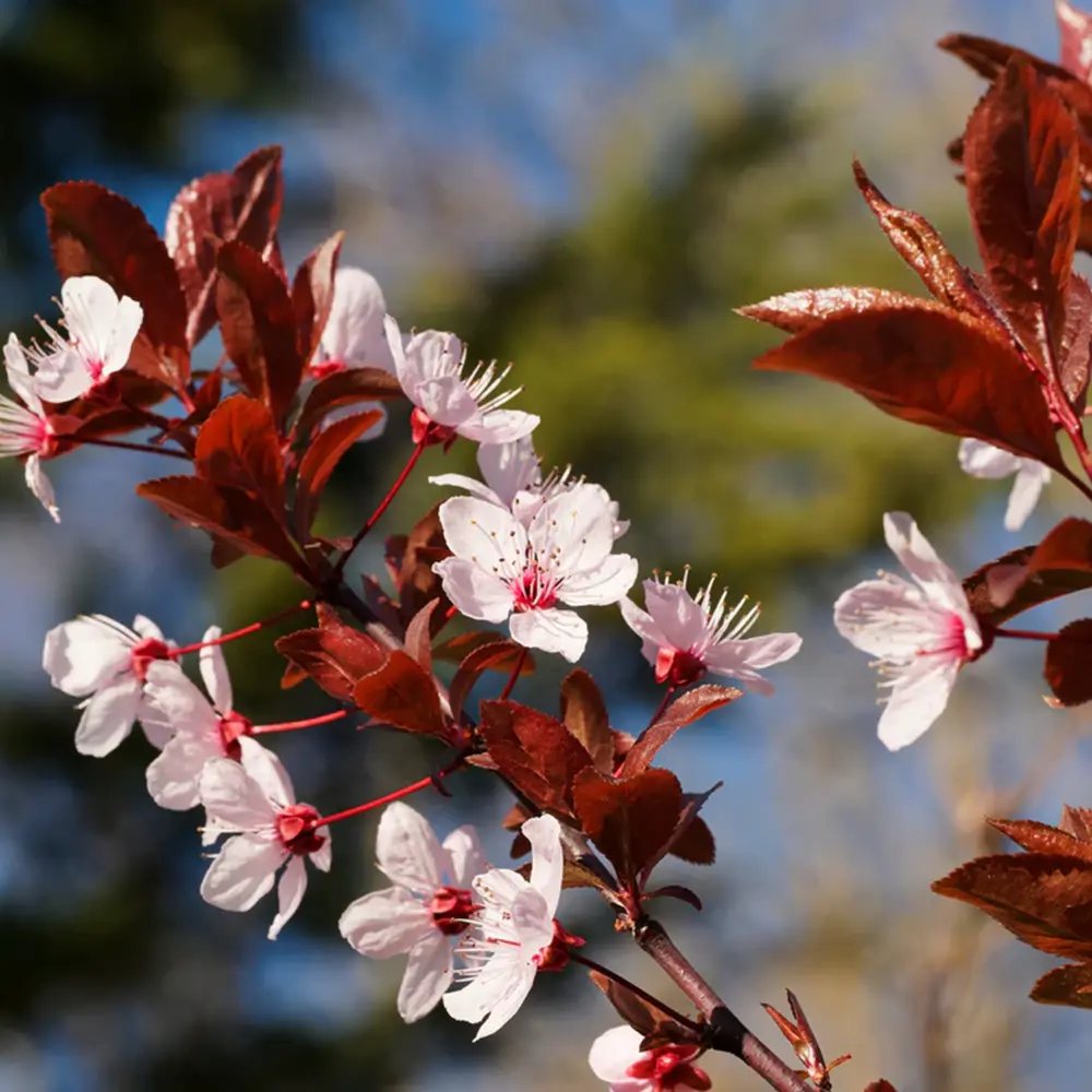 Декоративна слива червенолистна Pissardii, с червени листа и розови цветове