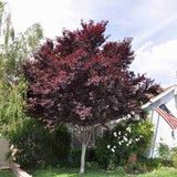 Декоративна слива червенолистна Pissardii, с червени листа и розови цветове