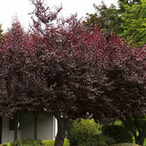 Prun ornamental Corcodus rosu Pissardii, frunze rosii, flori roz, arbore decorativ