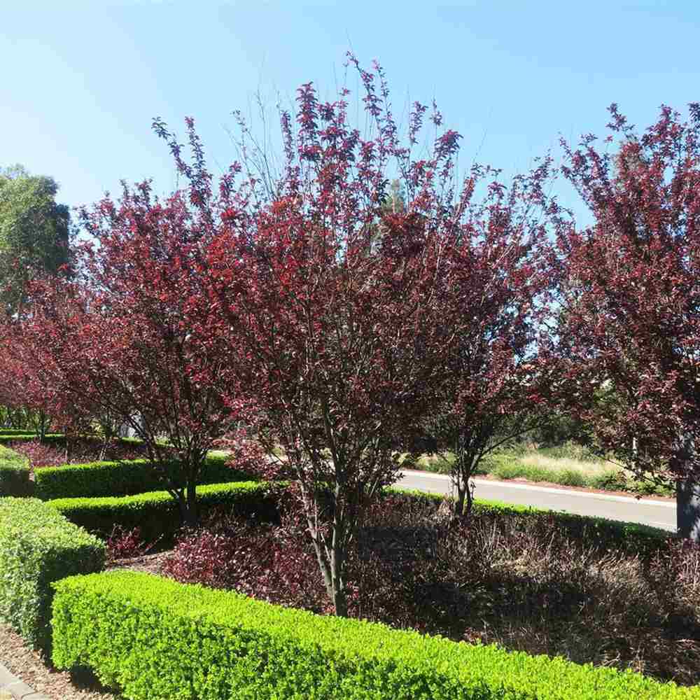 Декоративна слива червенолистна Pissardii, с червени листа и розови цветове