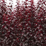 Декоративна слива червенолистна Pissardii, с червени листа и розови цветове