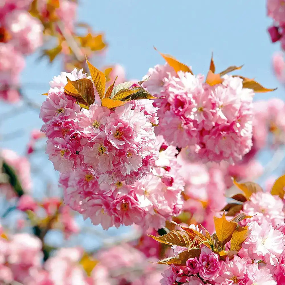 Copac Sakura, Cires Japonez (Prunus serrulata Amanogawa), copac columnar cu flori roz duble parfumate