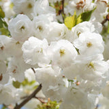 Cires Japonez Shirotae, cu flori roz-alb