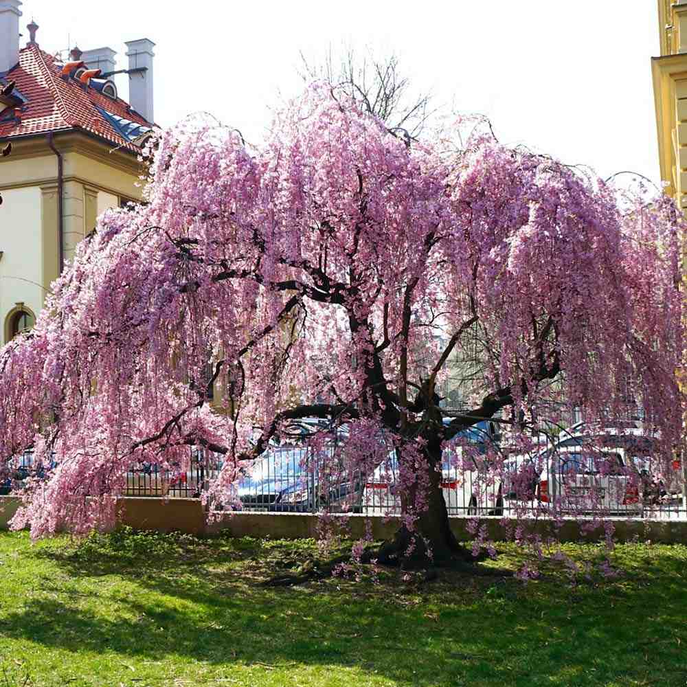 Сакура, плачеща декоративна череша (Pendula Rubra), с розови цветове