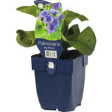 Plamanarica (Pulmonaria angustifolia) Blue Ensign, planta perena de umbra cu flori albastre intense, ideala pentru gradini rustice