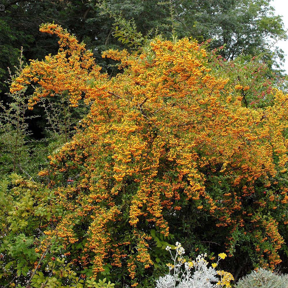 Catina Ornamentala galbena (Pyrachanta) Soleil d'Or - 65 cm