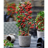 Black Friday - Reduceri Catina Ornamentala Rosie Red Star (Pyrachanta Coccinea) Promotie