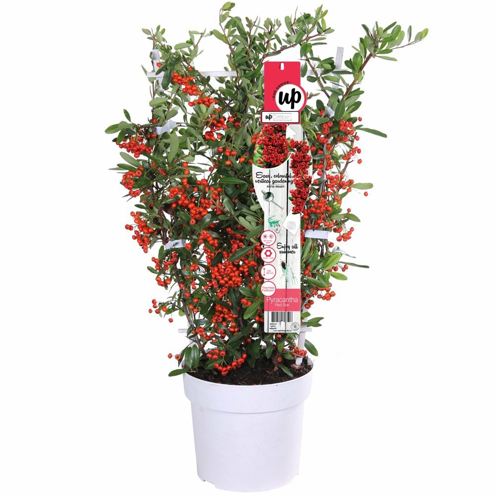 Black Friday - Reduceri Catina Ornamentala Rosie Red Star (Pyrachanta Coccinea) Promotie